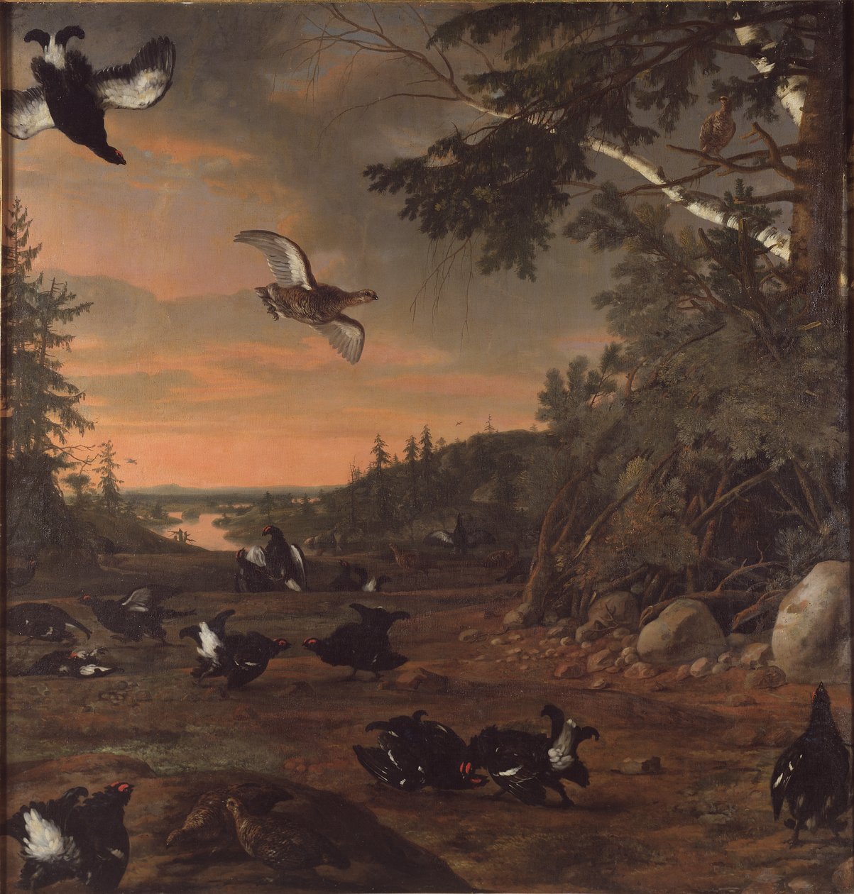 Birkhühner am Boden by David Klöcker Ehrenstrahl