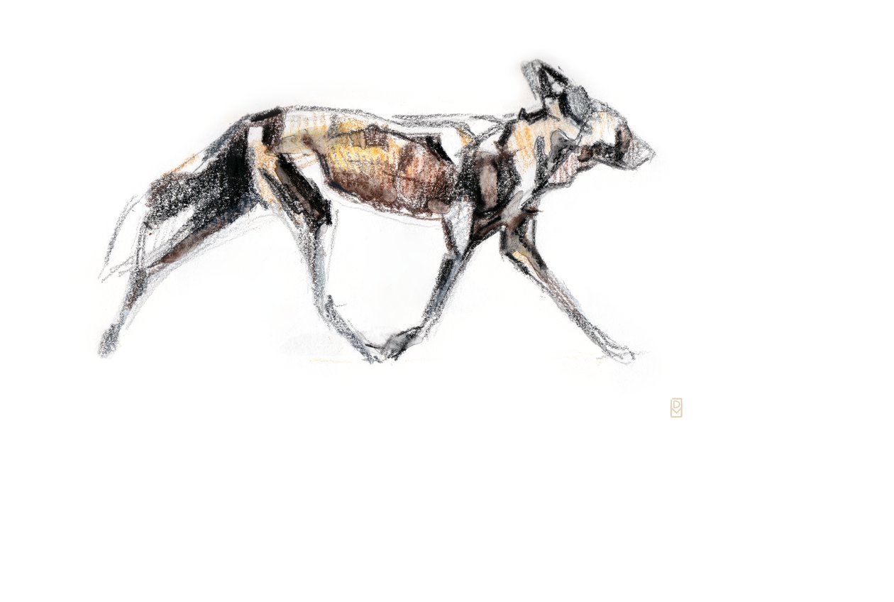 Koşan Afrika Vahşi Köpeği, 2020 (kağıt üzerine pastel boya ve sulu boya) by David Mayer