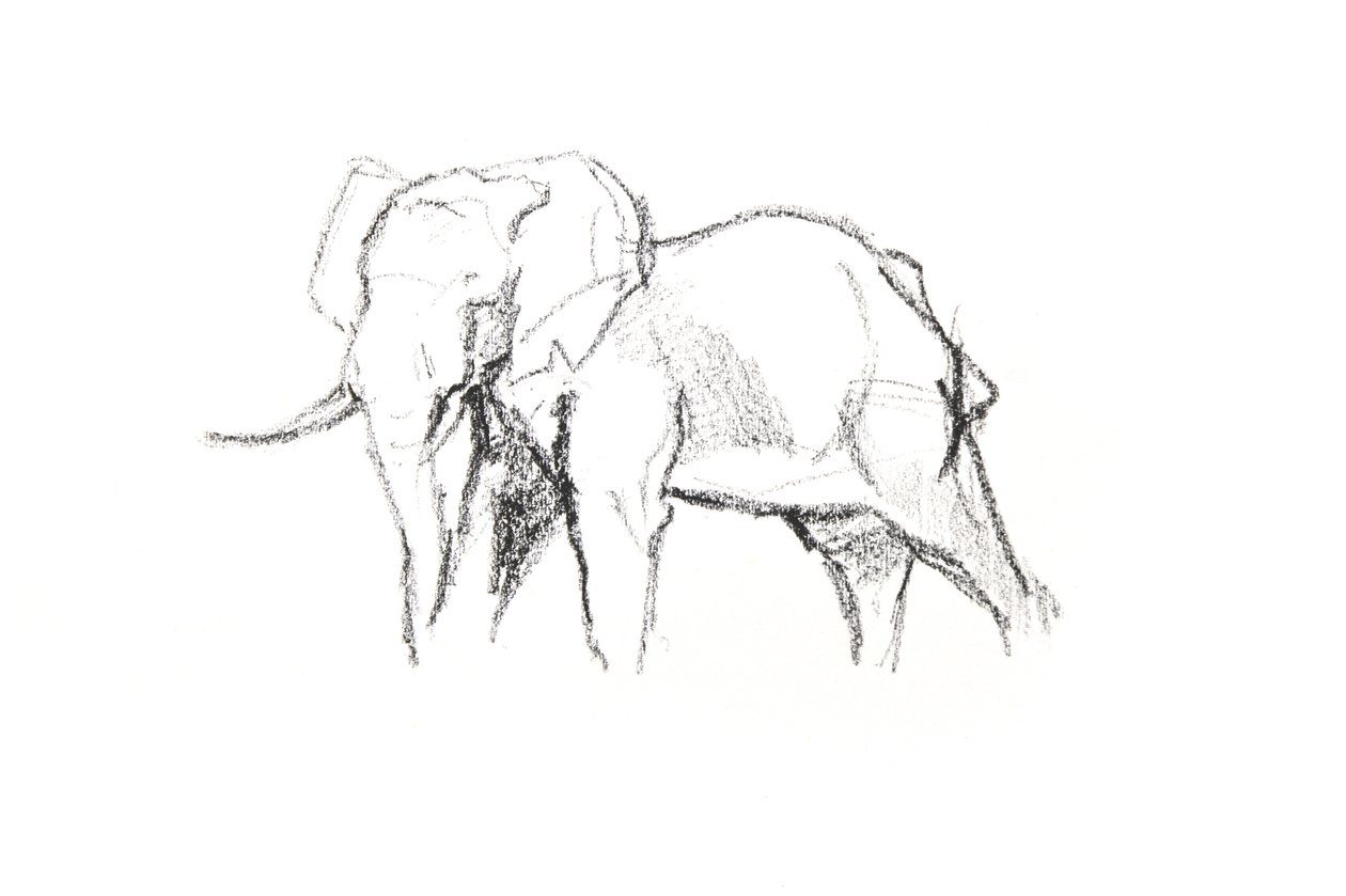 Bull Elephant, 2021 (kağıt üzerinde pastel boya) by David Mayer