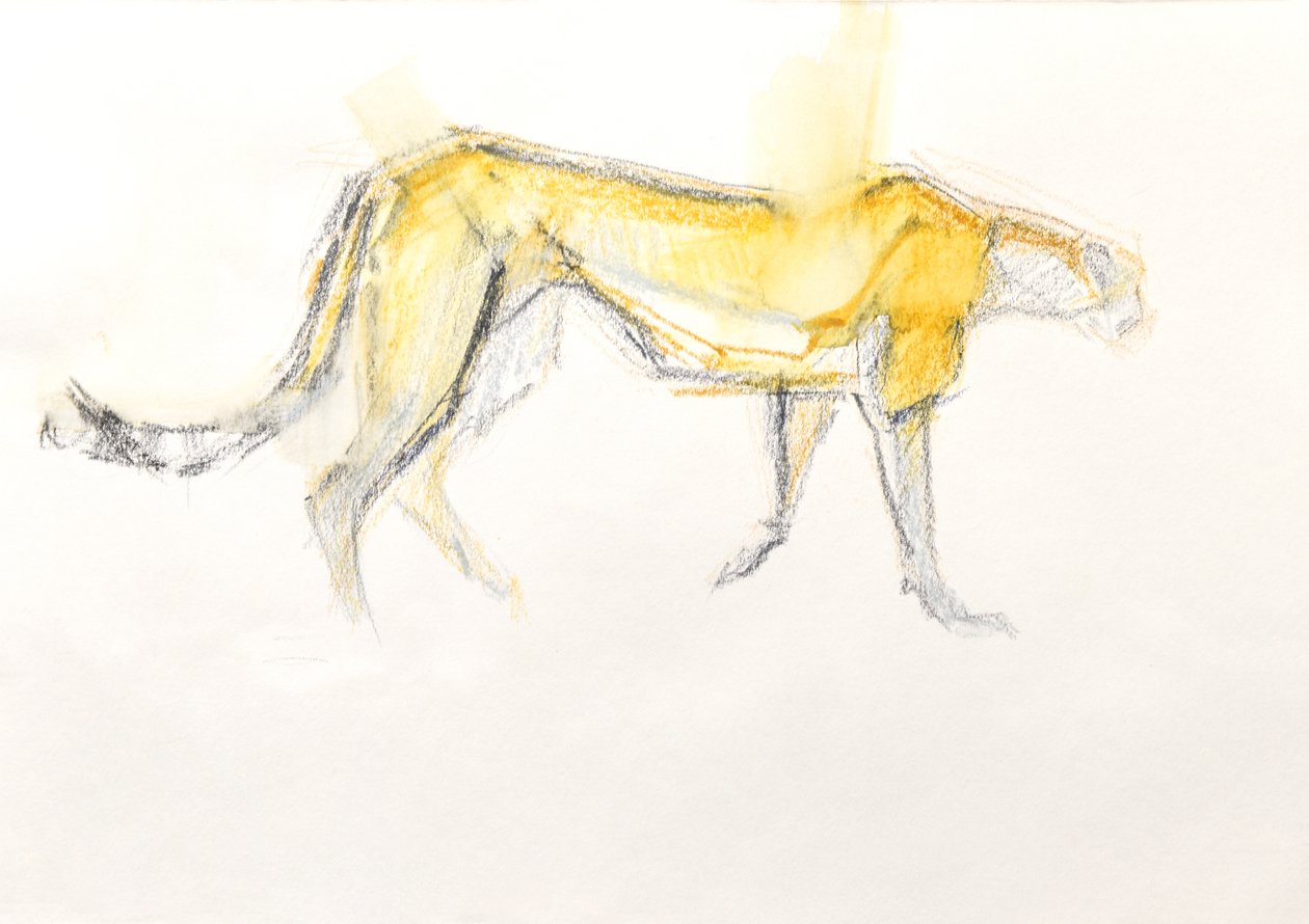 Çita, 2020 (Kağıt üzerinde pastel boya) by David Mayer