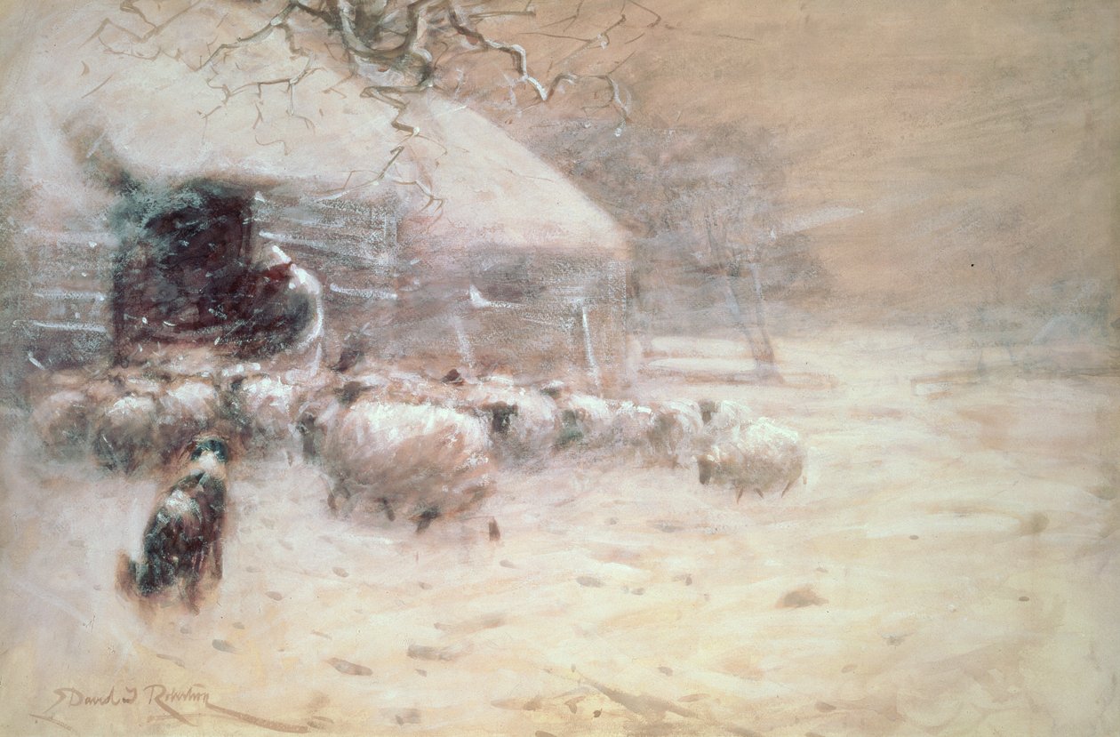 Koyun - Güvenli Liman by David Robertson