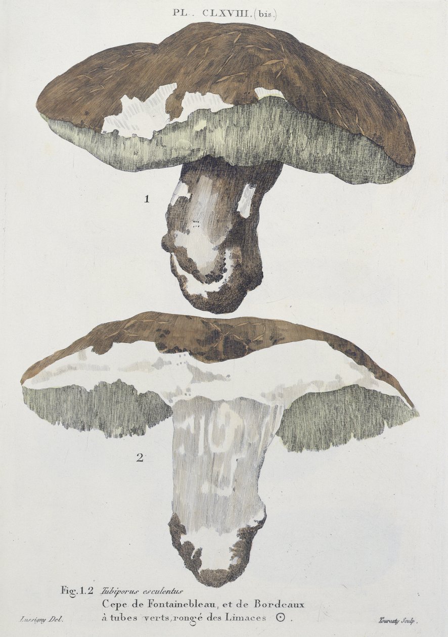 Tubiporus esculentus, J.H. Leveille tarafından yazılan 