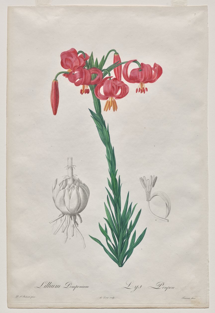 Lillium Pomponius (Turban Lily), Les Liliacées'den plaka 7 by De Gouy