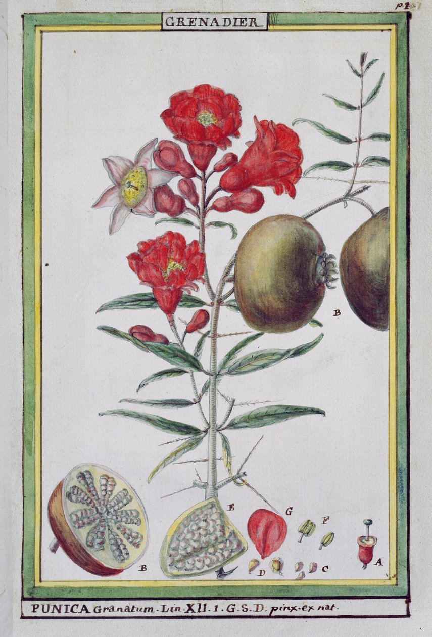 Nar Ağacı, Florindie ou Historie physico-economique des vegetaux de la Torride