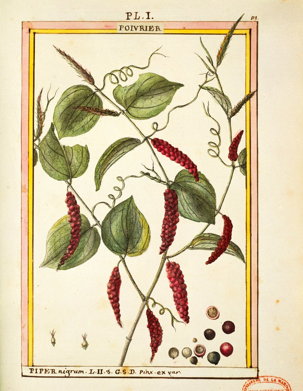 Karabiberli mısır (Piper nigrum), Delahaye tarafından suluboya by Delahaye Delahaye