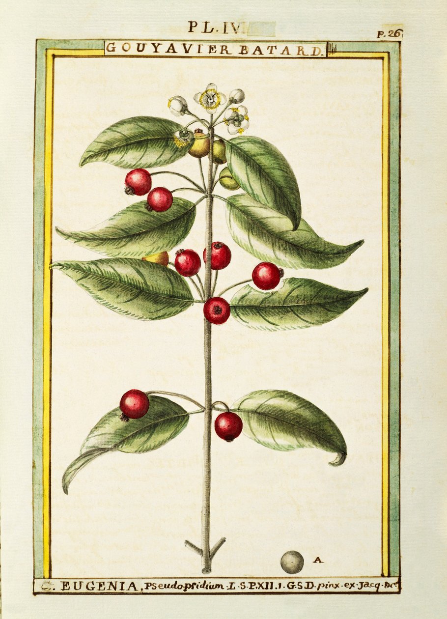 Fırça Kiraz (Eugenia pseudo-pridium), Delahaye tarafından suluboya by Delahaye Delahaye
