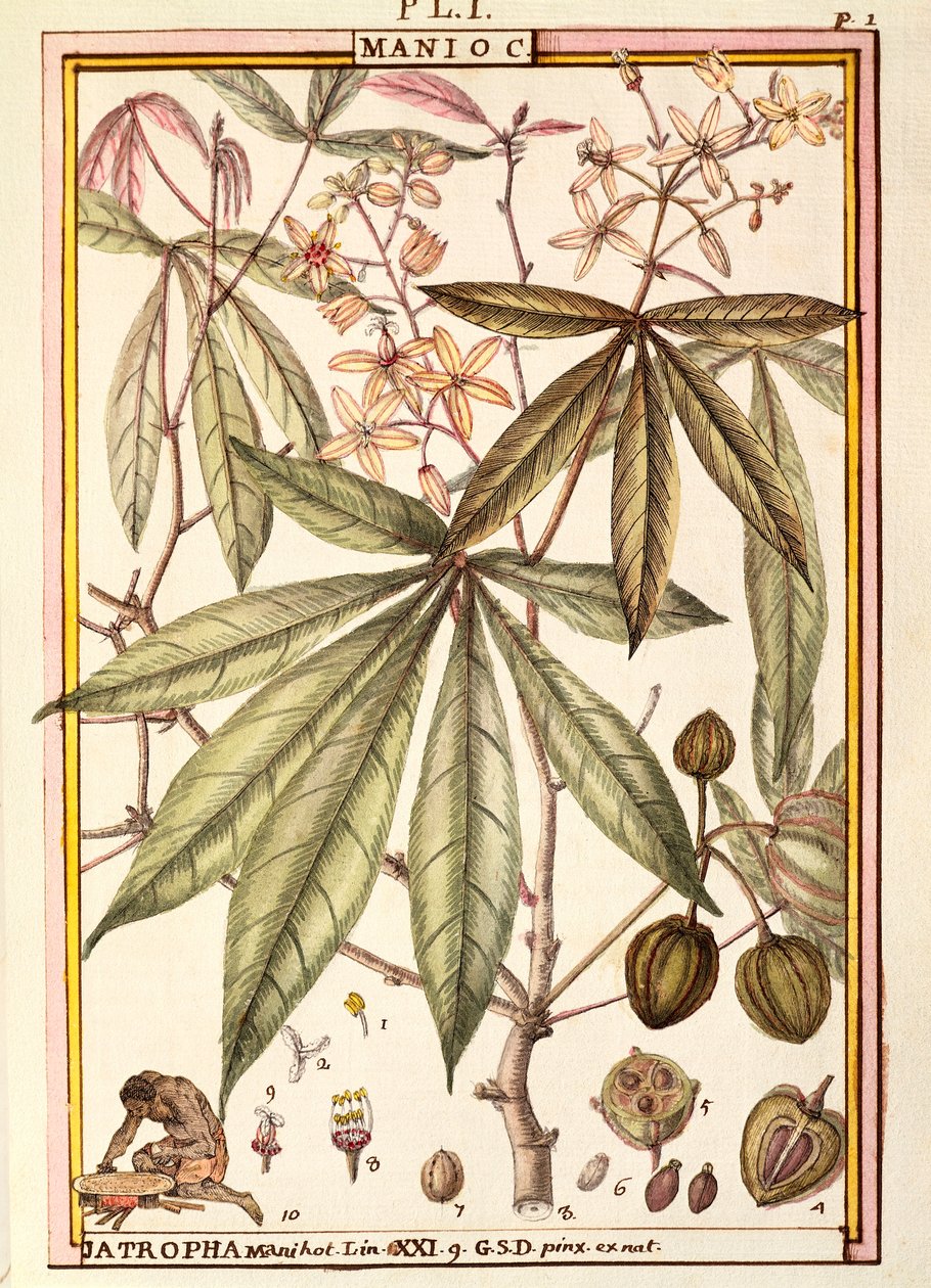 Manyok (Jatropha manihot), Delahaye, suluboya by Delahaye Delahaye