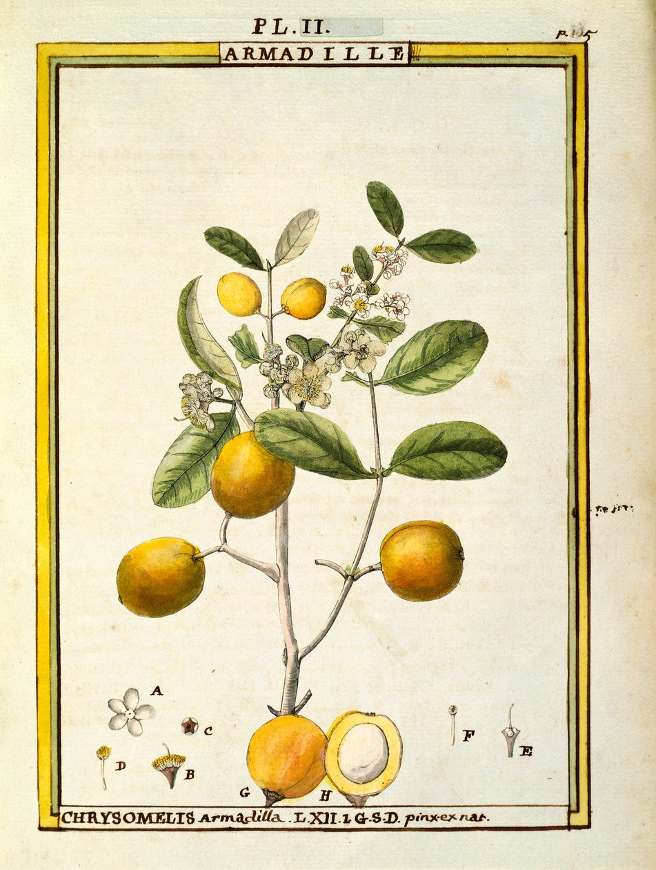Chrysomelis Armadilla, Delahaye tarafından suluboya by Delahaye Delahaye