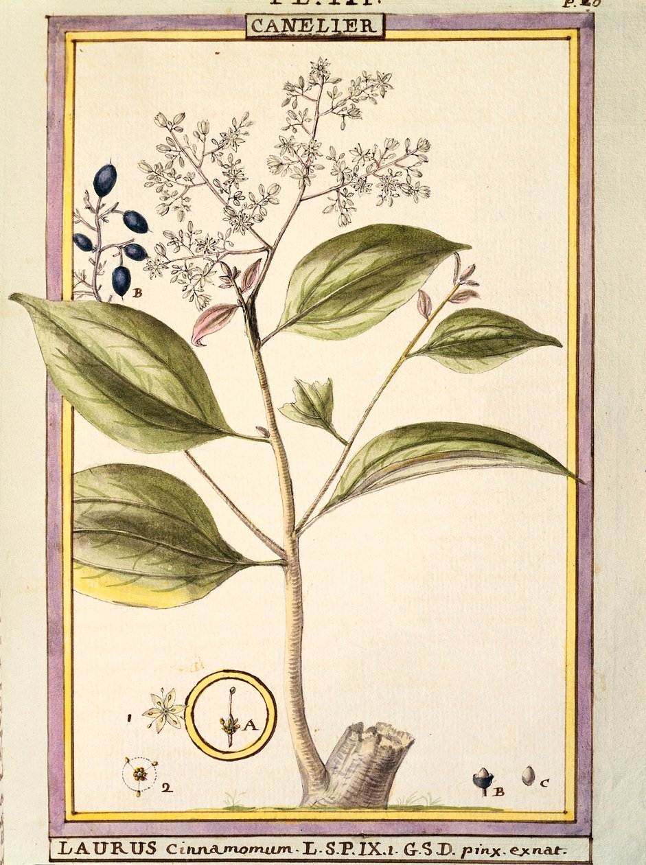 Tarçın (Laurus cinnamomum), Delahaye tarafından suluboya by Delahaye Delahaye