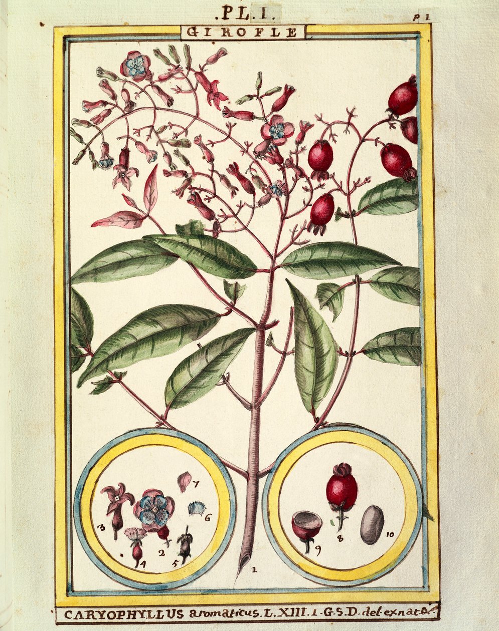 Karanfil (Caryophyllus Aromaticus), Delahaye tarafından suluboya by Delahaye Delahaye