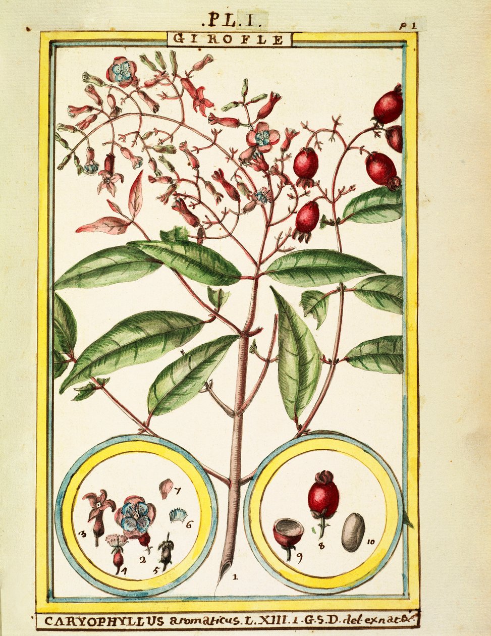 Karanfil (Caryophyllus Aromaticus), Delahaye tarafından suluboya by Delahaye Delahaye