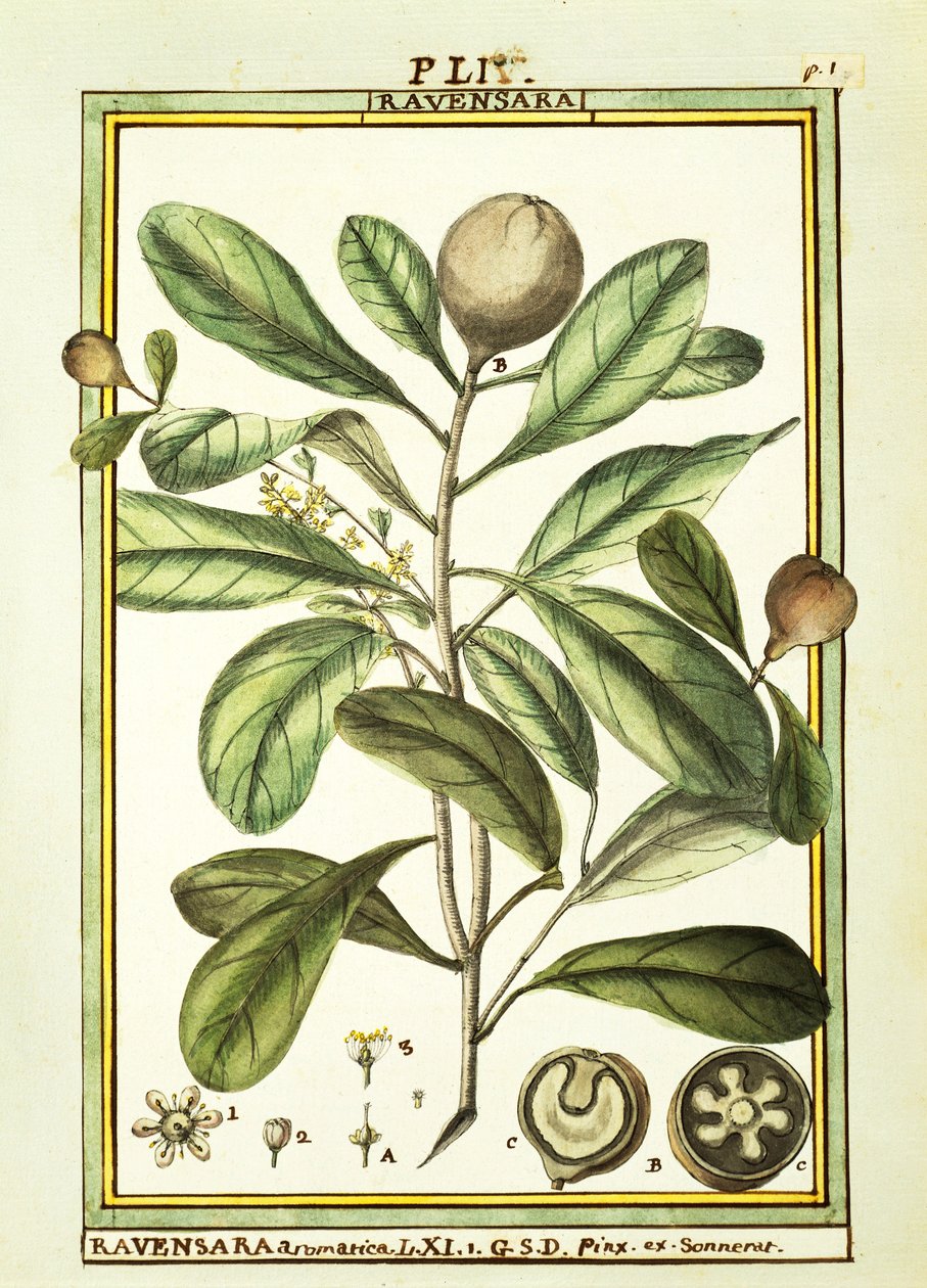 Cryptocarya Aromatica, Delahaye tarafından suluboya by Delahaye Delahaye