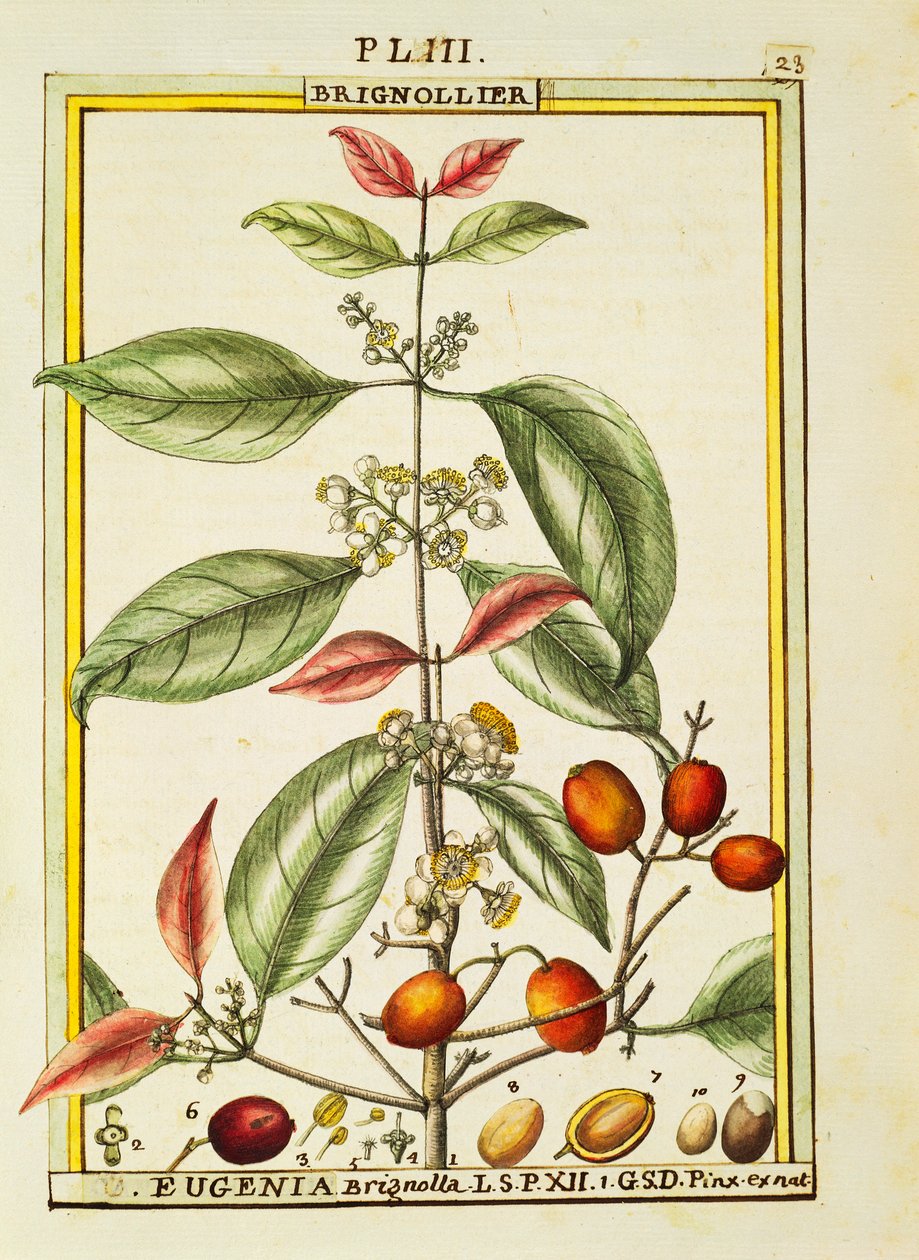 Eugenia Brignolla, Delahaye tarafından suluboya by Delahaye Delahaye