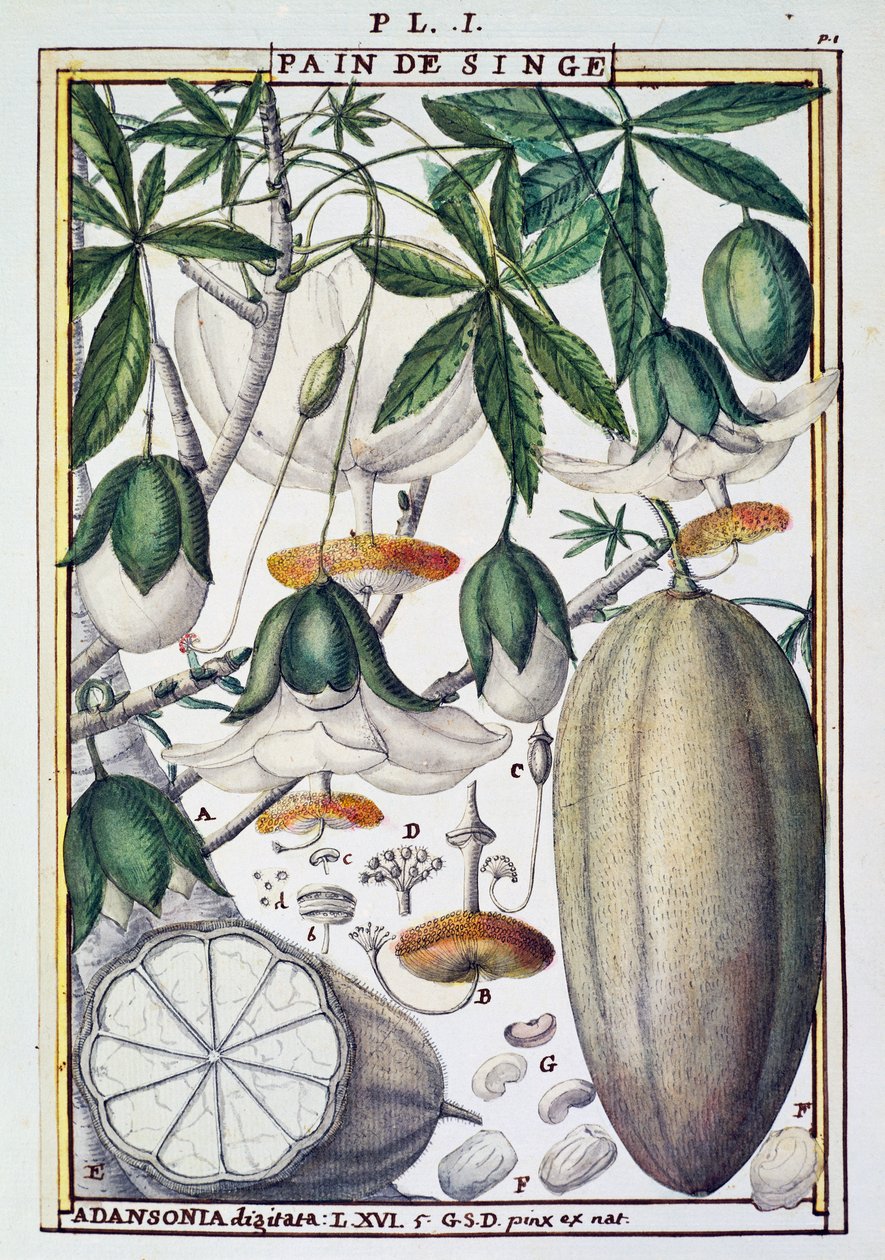 Baobab ağacının meyveleri ve çiçekleri (Adansonia digitata), Delahaye, Florindie veya Historie physico-ekonomik des Vegetaux de la Torride by Delahaye Delahaye
