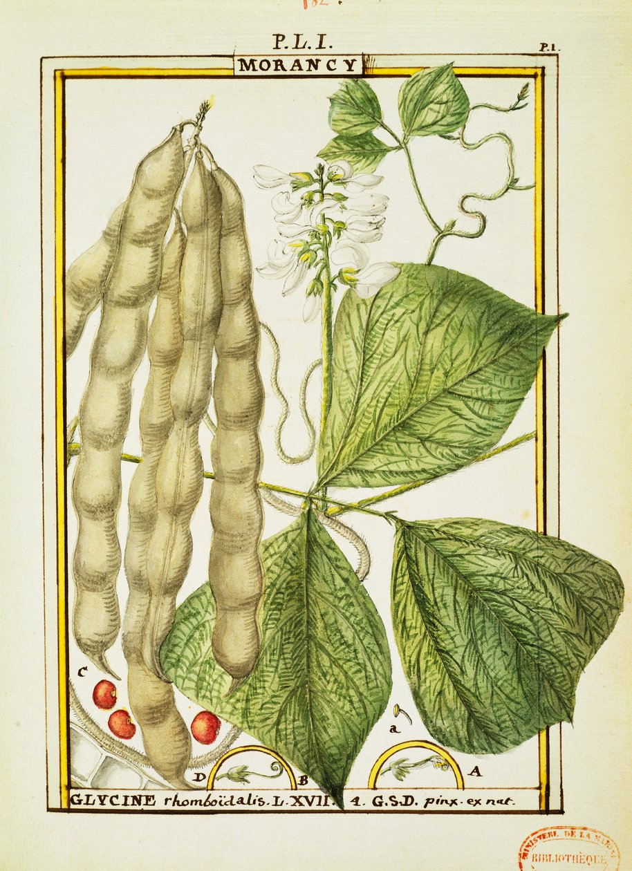 Glycine Rhomboidalis, Delahaye tarafından suluboya by Delahaye Delahaye