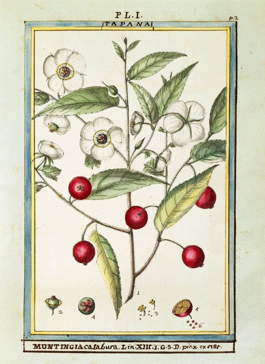 Jamaika kirazı (Muntingia calabura), Delahaye tarafından suluboya by Delahaye Delahaye