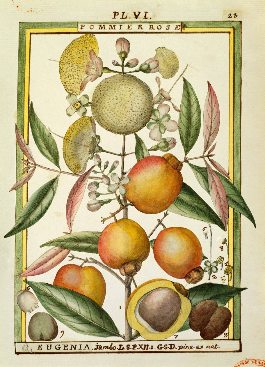 Malabar Erik veya Gül elma (Eugenia Jambos veya Syzygium Jambos), Delahaye tarafından suluboya by Delahaye Delahaye