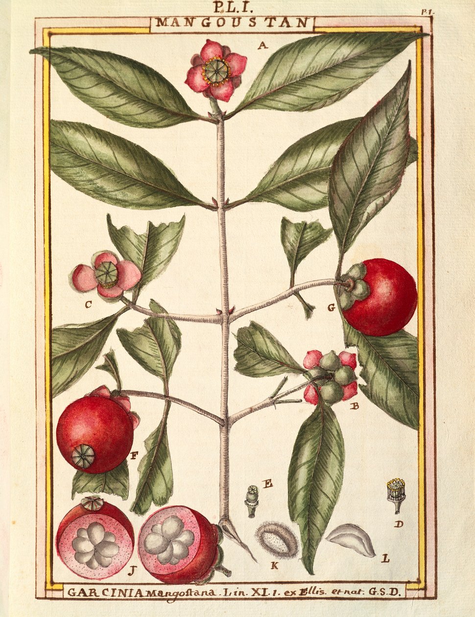 Mangosteen (Garcinia mangostana), Delahaye tarafından suluboya by Delahaye Delahaye