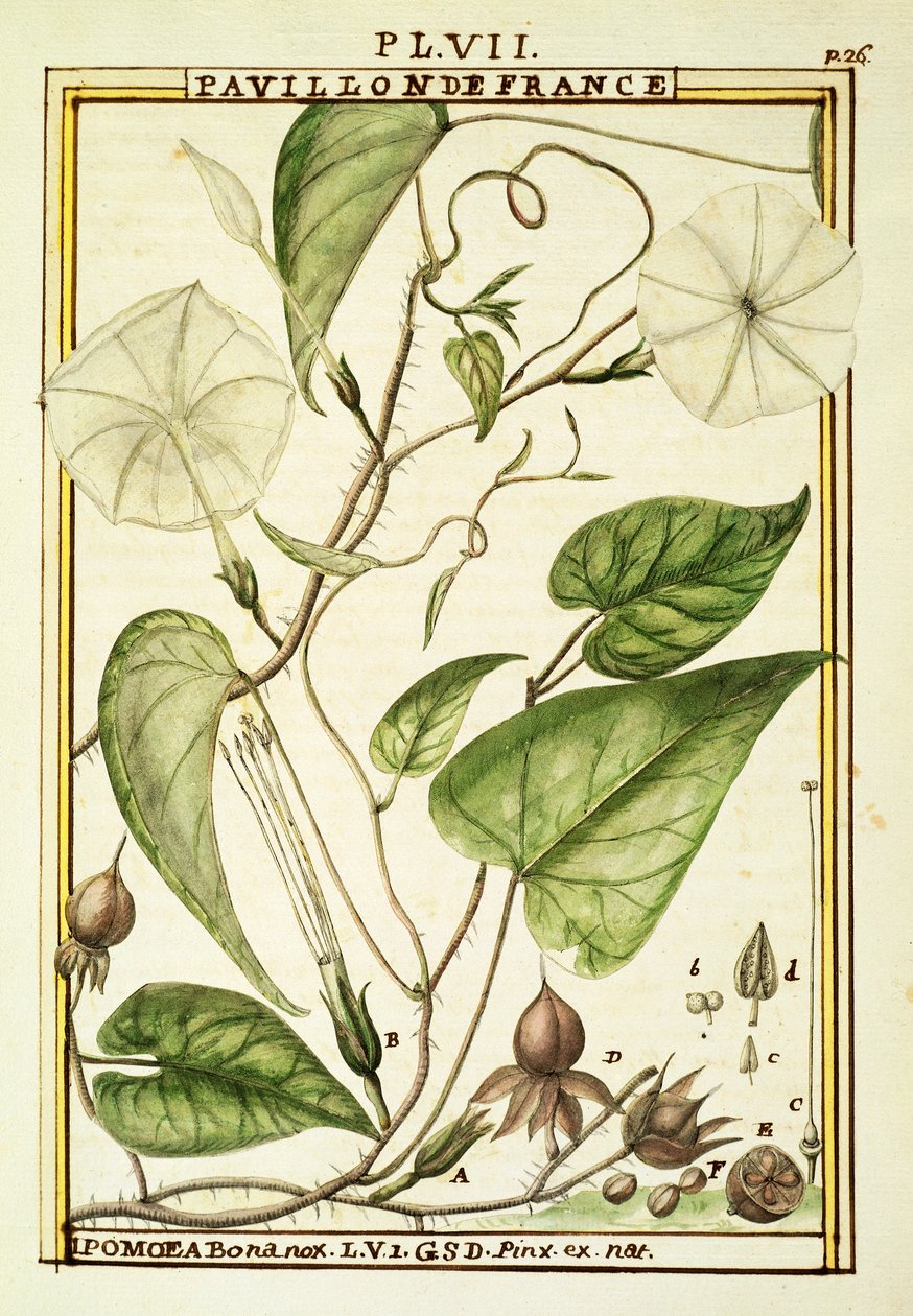 Ayçiçeği veya Ay asma (Ipomoea Alba), Delahaye tarafından suluboya by Delahaye Delahaye