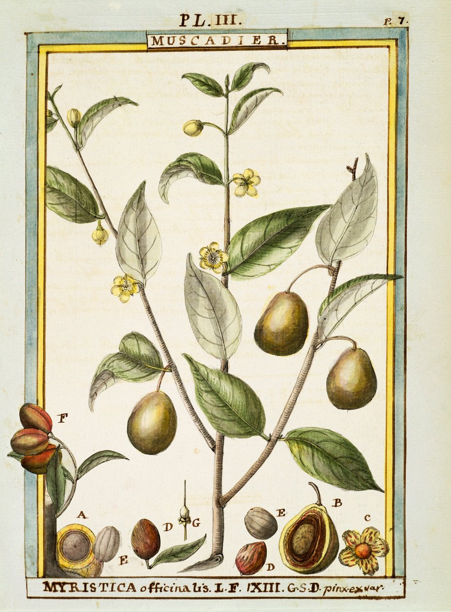 Küçük hindistan cevizi (Myristica fragrans veya officinalis), Delahaye tarafından sulu boya by Delahaye Delahaye