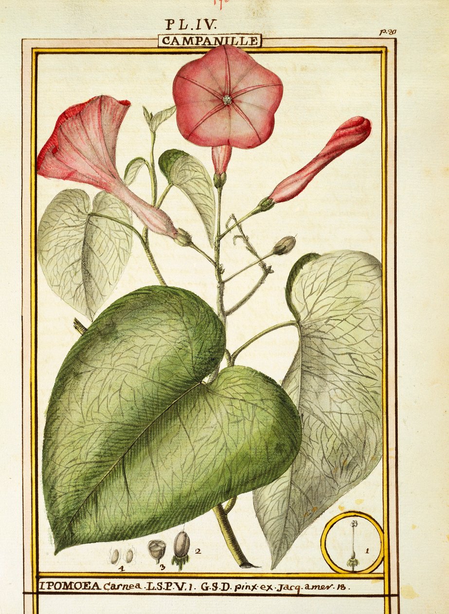 Pembe Sabah Zaferi (Ipomoea Carnea), Delahaye tarafından suluboya by Delahaye Delahaye