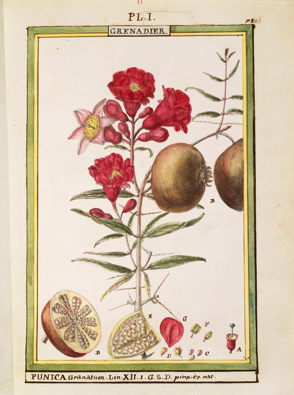 Nar (Punica granatum), Delahaye tarafından suluboya by Delahaye Delahaye