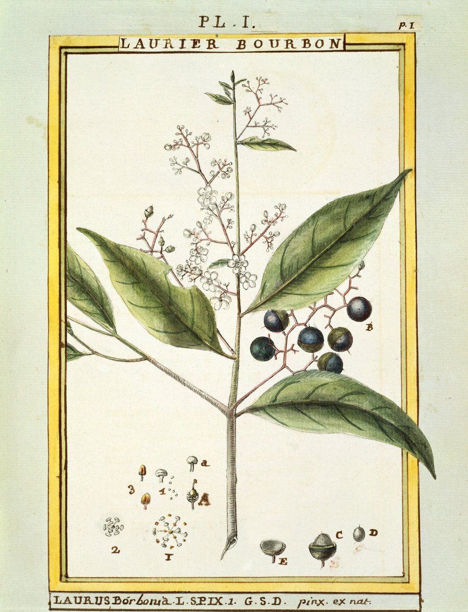Red Bay Tree (Laurus borbonia veya Persea carolinensis), Delahaye tarafından suluboya by Delahaye Delahaye