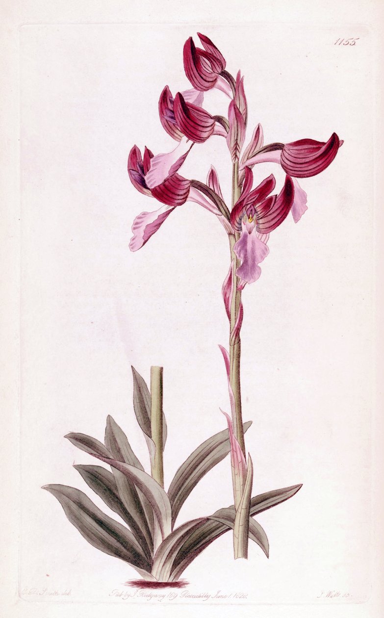 Anacamptis papilionacea çizimi by Designer