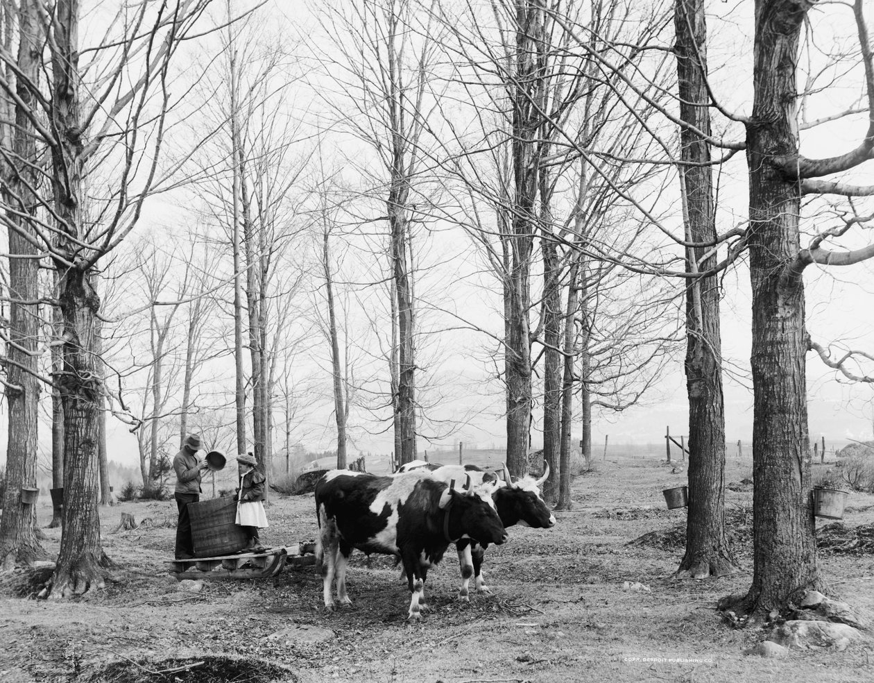 Bir akçaağaç şeker kampında özsuyu getirmek, c.1900-06 by Detroit Publishing Co.