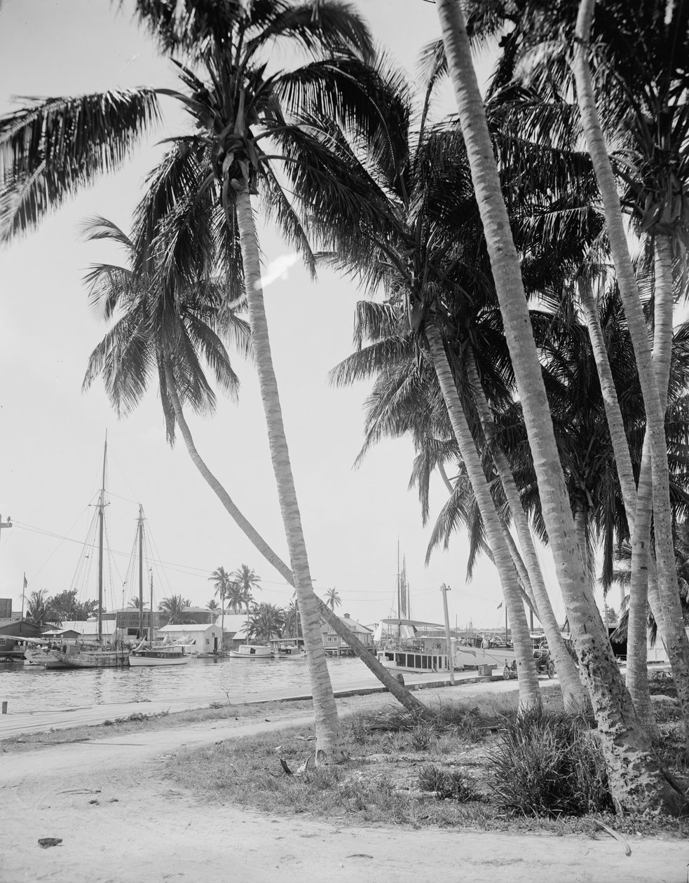 Rıhtım boyunca hindistan cevizi ağaçları, Miami, Florida, c.1900-15 by Detroit Publishing Co.