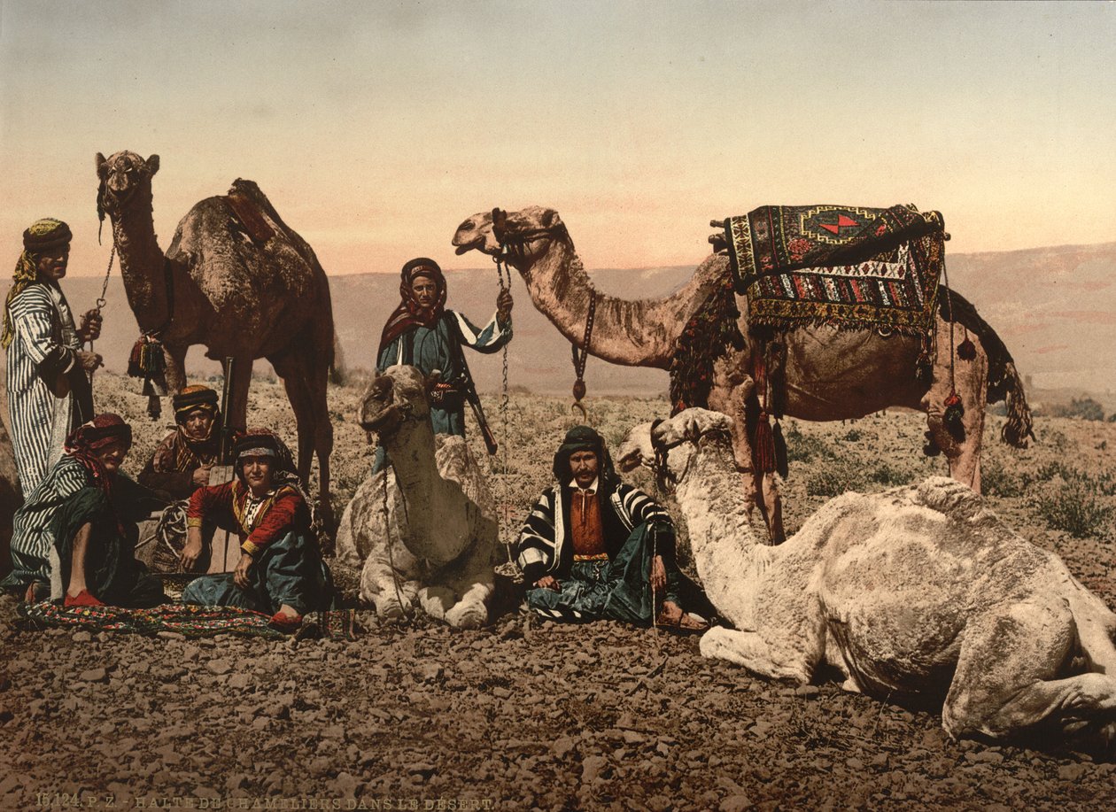 Çölde Duran Develer, Kutsal Topraklar, 1890 dolayları (fotomekanik baskı) by Detroit Photographic Co.