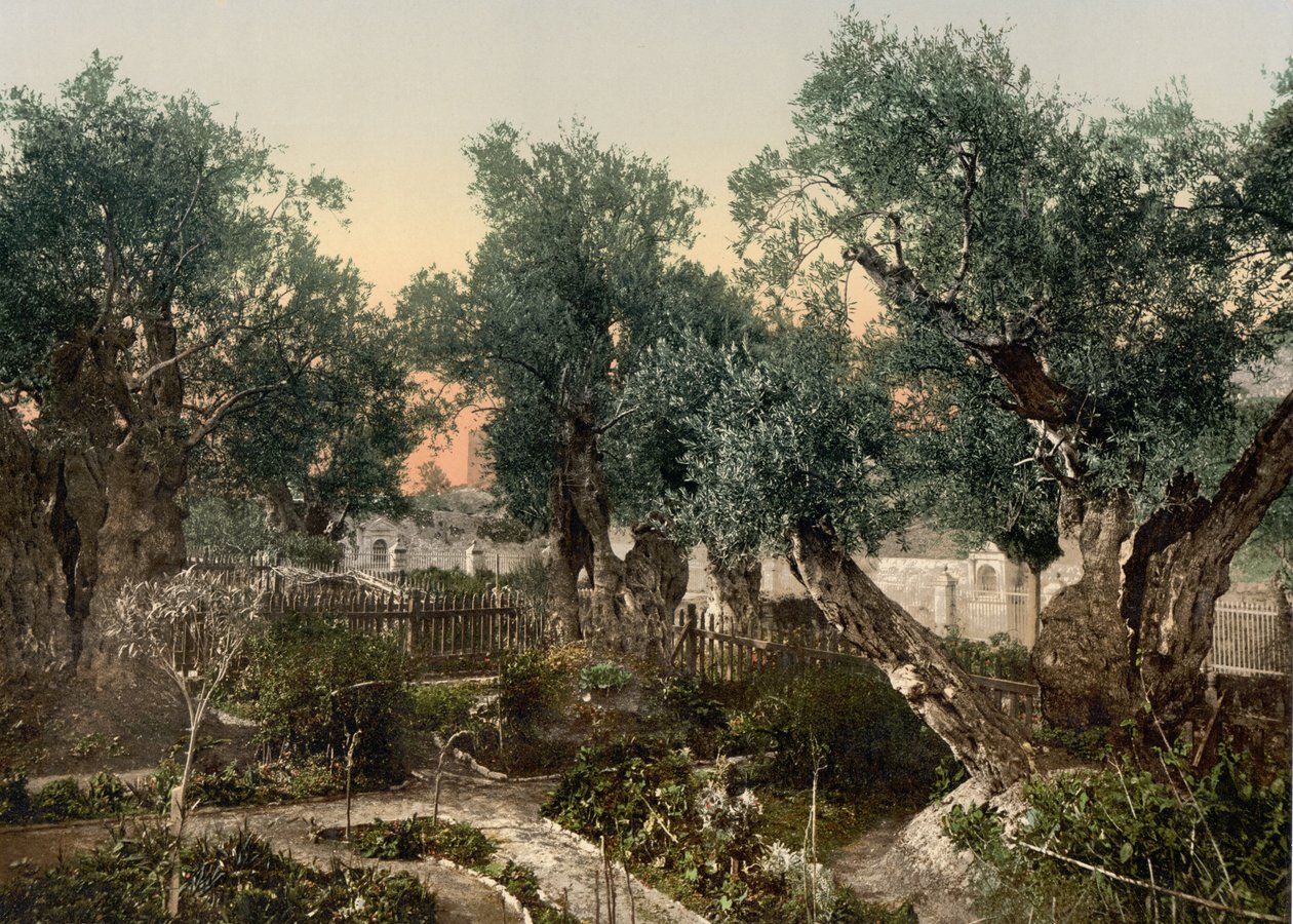 Gethsemane Bahçesi, Kudüs, Kutsal Topraklar, c.1890-c.1900 (fotokrom baskı) by Detroit Photographic Co.