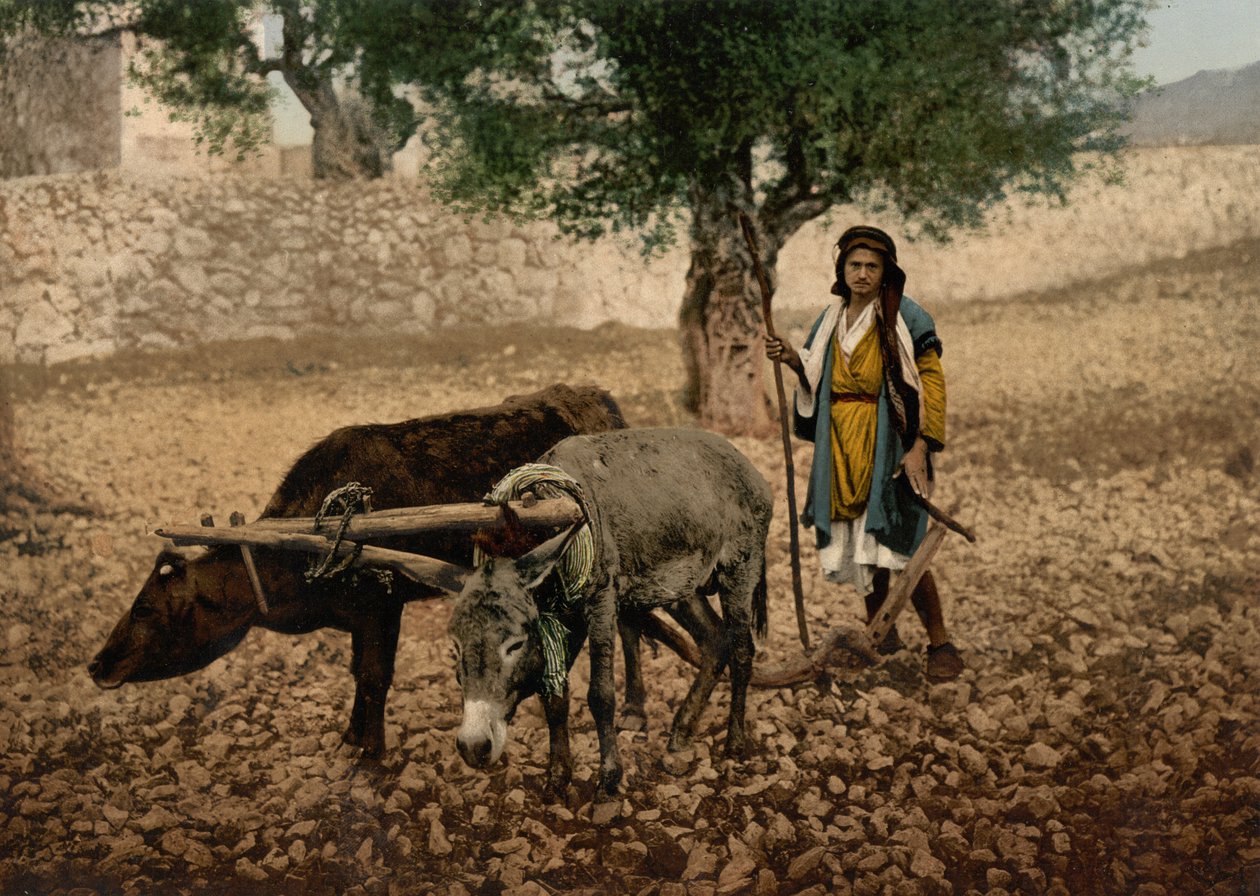 Bir öküz ve eşekle çalışan Filistin yerlisi, Kutsal Topraklar, c.1890-c.1900 (fotokrom baskı) by Detroit Photographic Co.