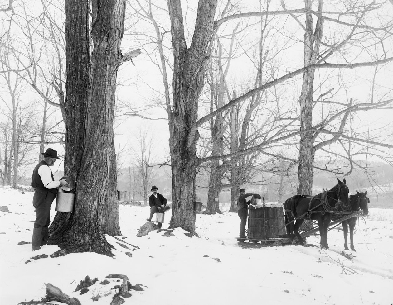 Bir Vermont akçaağaç şeker kampında özsu toplamak by Detroit Publishing Co.
