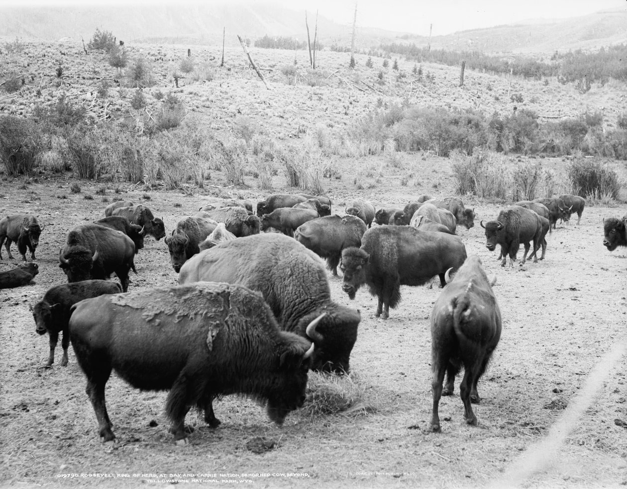 Roosevelt, sürünün kralı, körfezde ve Carrie Nation, boynuzsuz, 1907 dolayları by Detroit Publishing Co.