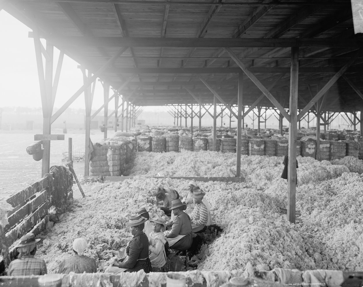 Atlantic Cotton Compress Company, Pensacola, Florida için pamuk ayırma by Detroit Publishing Co.