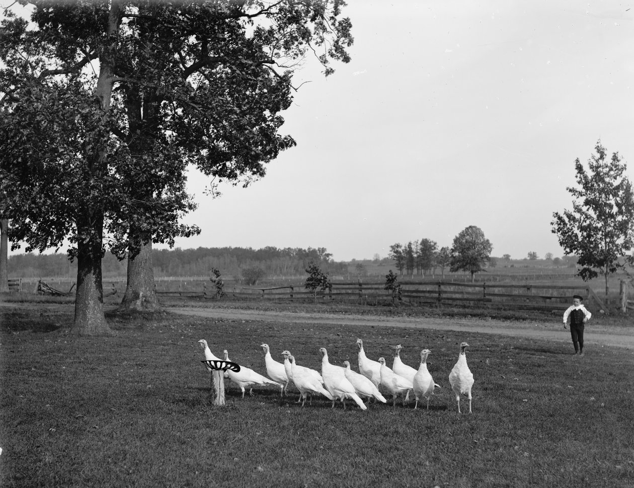 Beyaz Hollanda hindisi, 1900 by Detroit Publishing Co.