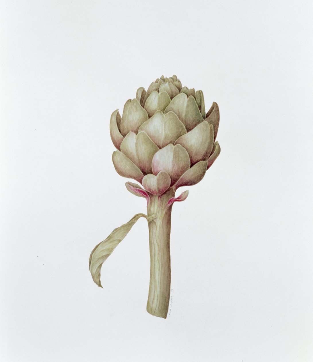 Enginar, 1999 by Diana Everett