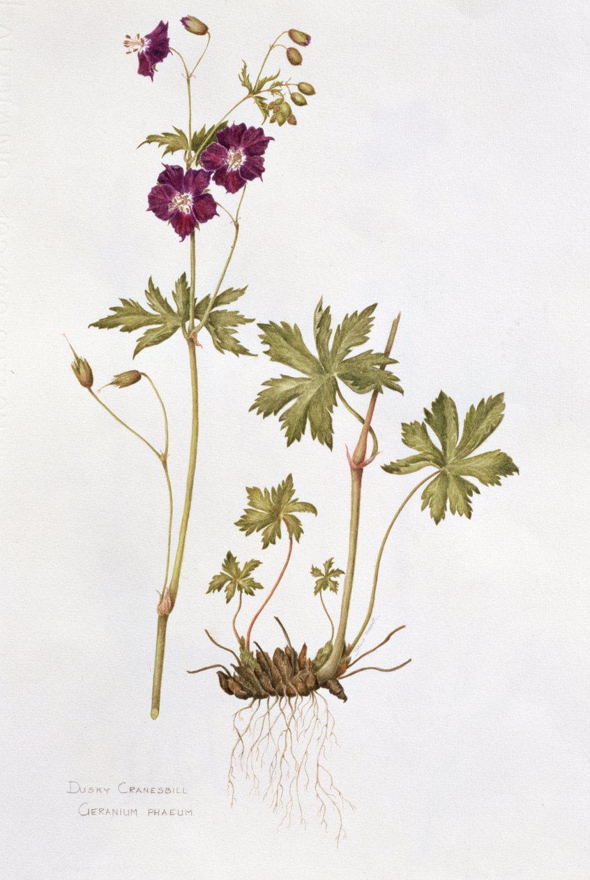 Dusky Cranesbill (kağıt üzerinde wc) by Diana Everett