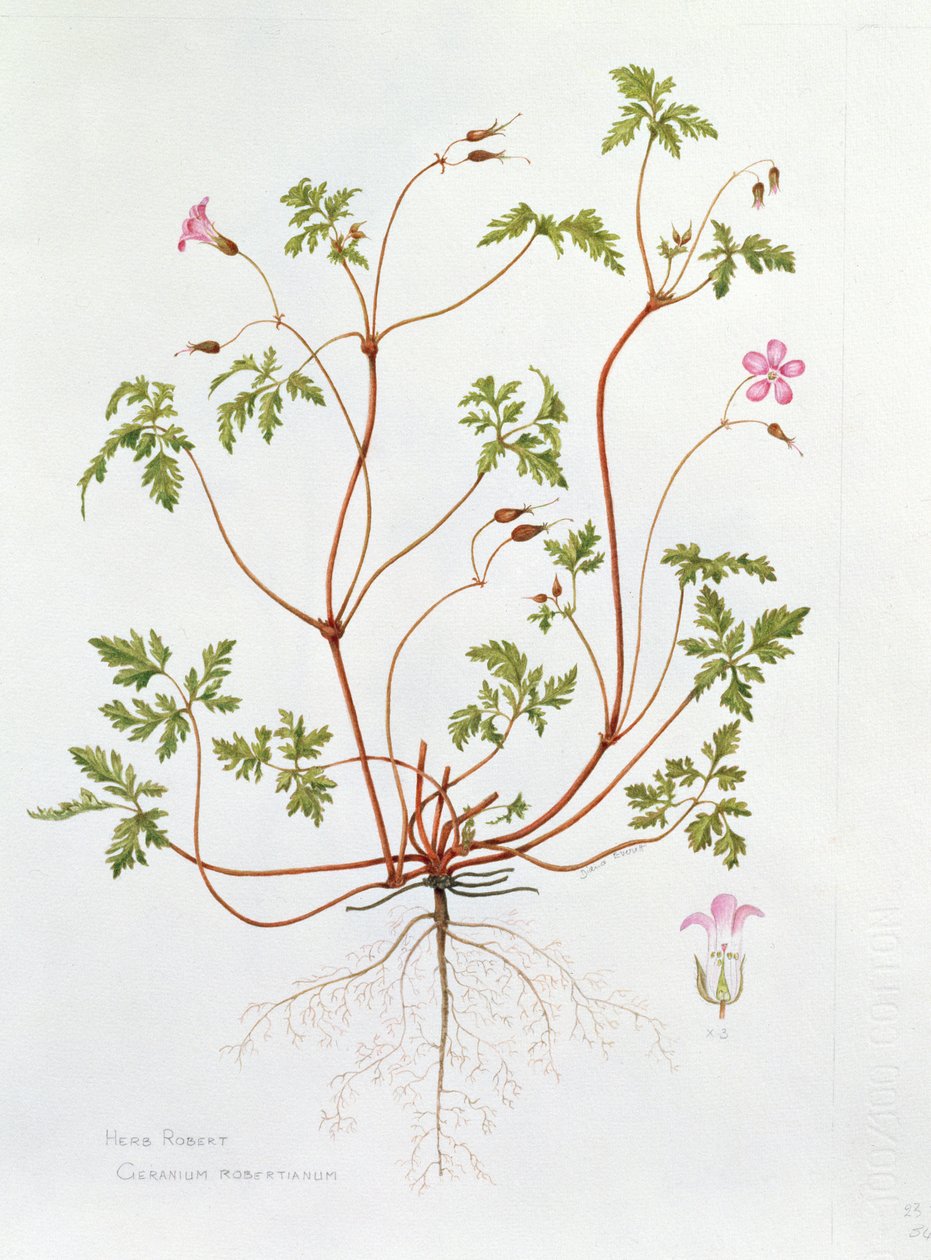 Herb Robert (kağıt üzerinde wc) by Diana Everett