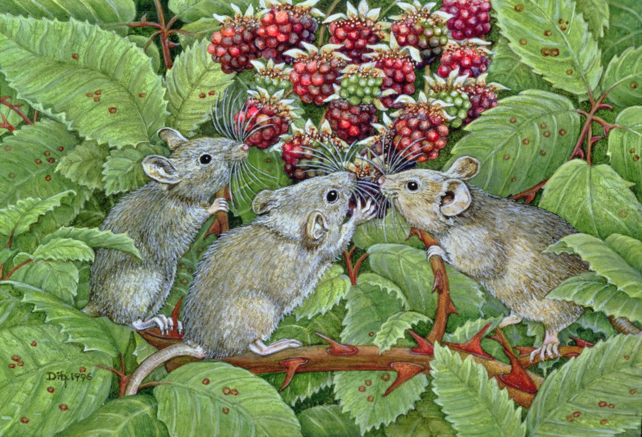 Blackberrying, 1996 (panelde akrilik) by Ditz
