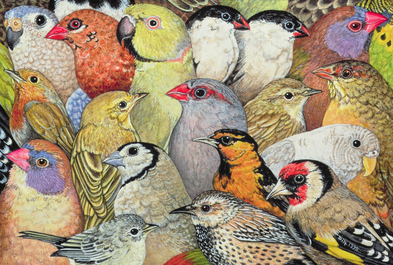 Patchwork-Birds, 1995 (panelde akrilik) by Ditz