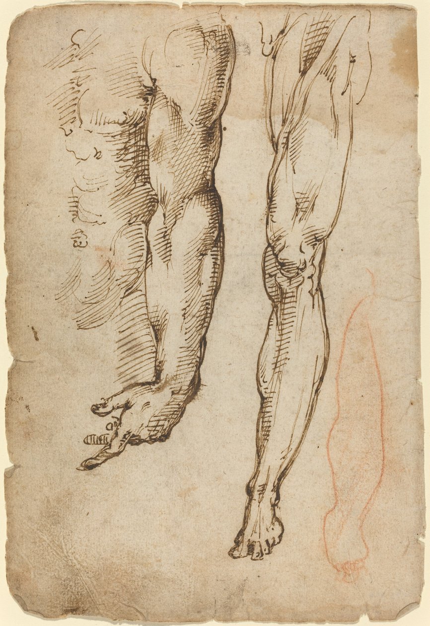 Anatomik Çalışmalar by Domenico Beccafumi