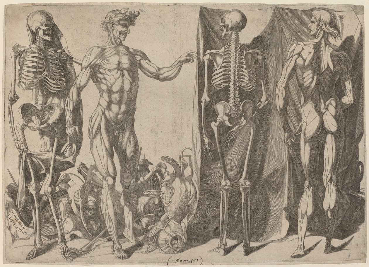 İskeletler ve Yüzülmüş, c. 1540-1545. by Domenico del Barbiere
