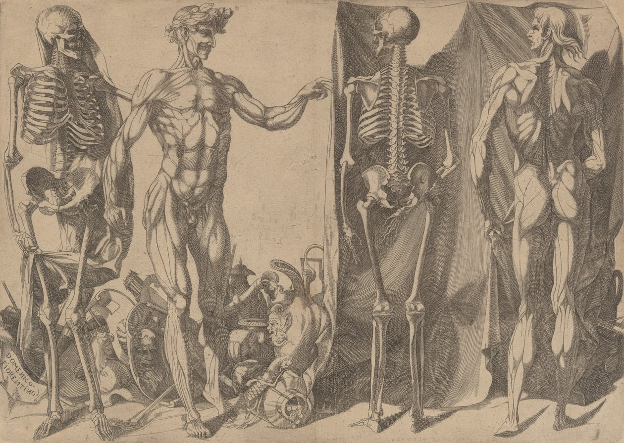 İki Derisi Yüzülmüş Adam ve İskeletleri, M.Ö. 1540-45. by Domenico del Barbiere