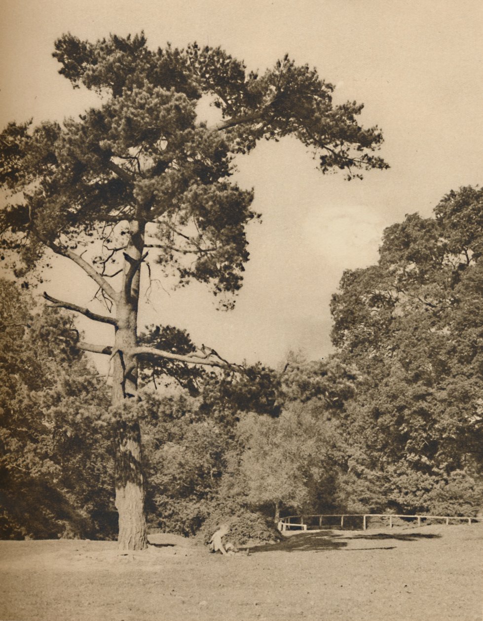 Hadley Woods