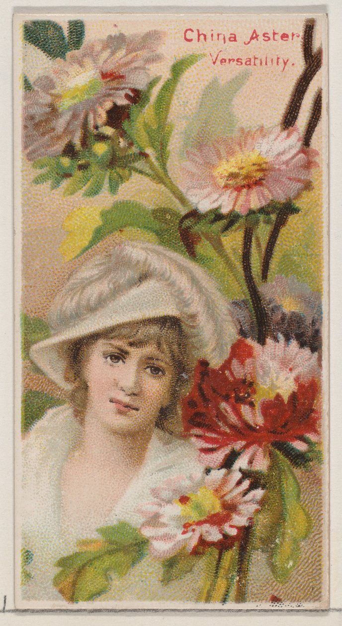 China Aster: Çok yönlülük, Floral Beauty and Language of Flowers N75 serisinden, 1892. by Donaldson Brothers