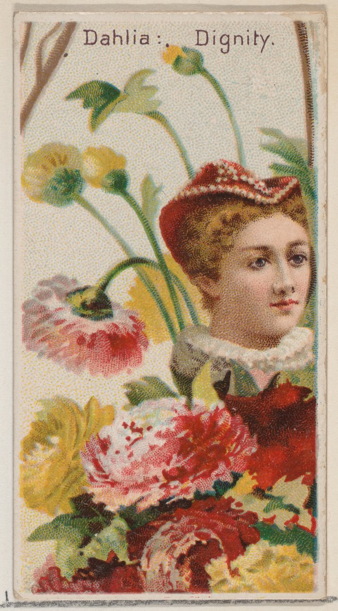 Dahlia: Onur, Duke br..., 1892 için Çiçek Güzellikleri ve Çiçeklerin Dili N75 serisinden. by Donaldson Brothers