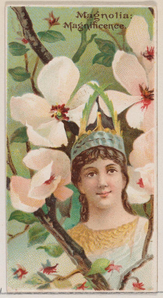 Magnolia: Magnificence, Çiçek Güzellikleri ve Çiçeklerin Dili N75 serisinden ..., 1892. by Donaldson Brothers