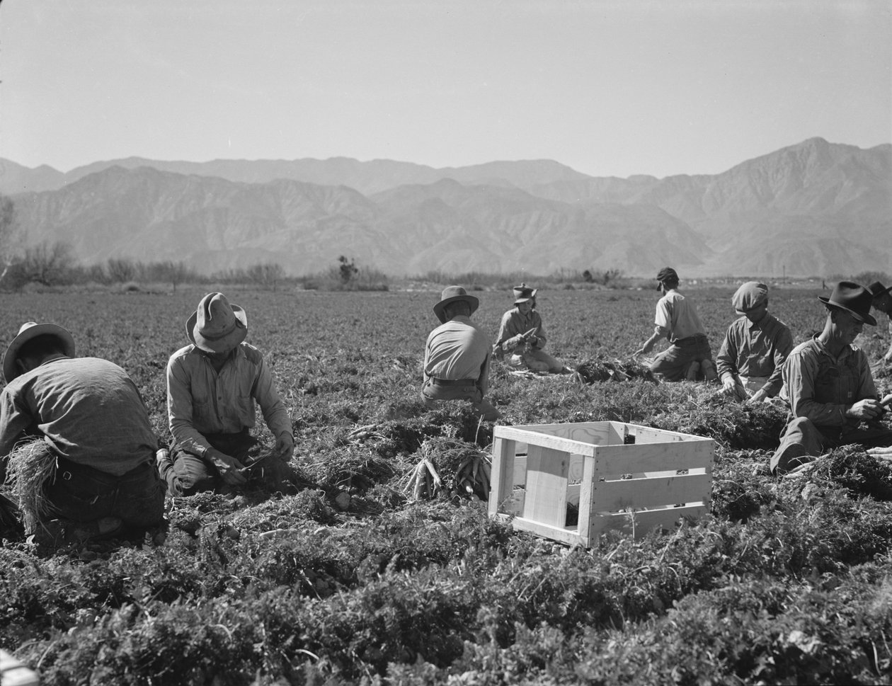  by Dorothea Lange